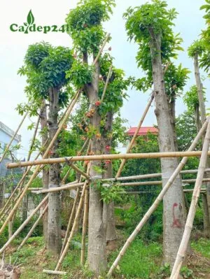 Sản phẩm cay sala 300x399 — Công Ty TNHH Thương Mại Và Dịch Vụ Cây Ba Miền — MST 1001241955
