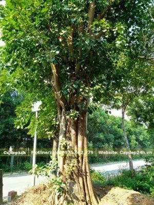 Sản phẩm mua cay bo de o ha noi 300x399 — Công Ty TNHH Thương Mại Và Dịch Vụ Cây Ba Miền — MST 1001241955