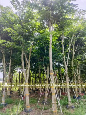 Sản phẩm vuon dam u cay giang huong 300x399 — Công Ty TNHH Thương Mại Và Dịch Vụ Cây Ba Miền — MST 1001241955