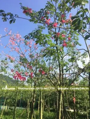 Sản phẩm cay hong my nhan 300x399 — Công Ty TNHH Thương Mại Và Dịch Vụ Cây Ba Miền — MST 1001241955