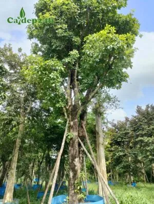 Sản phẩm cay loc vung 300x399 — Công Ty TNHH Thương Mại Và Dịch Vụ Cây Ba Miền — MST 1001241955