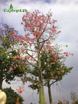 Sản phẩm cay my nhan 300x399 — Công Ty TNHH Thương Mại Và Dịch Vụ Cây Ba Miền — MST 1001241955