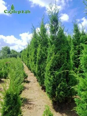 Sản phẩm cay tung thap 300x399 — Công Ty TNHH Thương Mại Và Dịch Vụ Cây Ba Miền — MST 1001241955