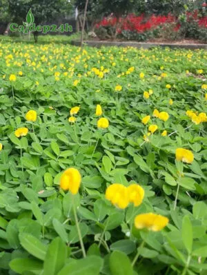 Sản phẩm co la lac 300x399 — Công Ty TNHH Thương Mại Và Dịch Vụ Cây Ba Miền — MST 1001241955