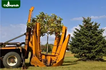 Sản phẩm dich vu di doi cay xanh — Công Ty TNHH Thương Mại Và Dịch Vụ Cây Ba Miền — MST 1001241955