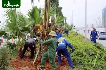 Sản phẩm dich vu thi cong trong cay — Công Ty TNHH Thương Mại Và Dịch Vụ Cây Ba Miền — MST 1001241955