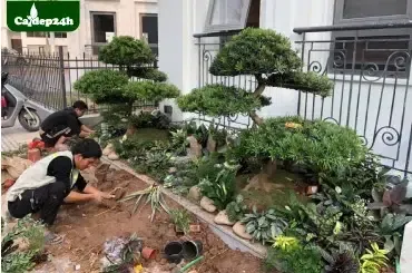 Sản phẩm dich vu trong cay gia dinh home — Công Ty TNHH Thương Mại Và Dịch Vụ Cây Ba Miền — MST 1001241955