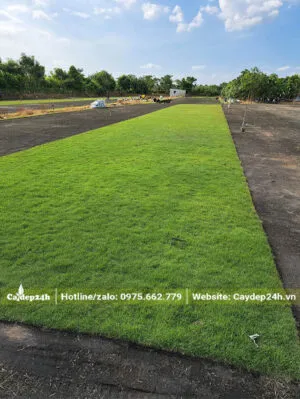Sản phẩm tham co nhung nhat trong tai vuon 300x399 — Công Ty TNHH Thương Mại Và Dịch Vụ Cây Ba Miền — MST 1001241955