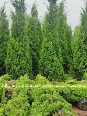 Sản phẩm tung thap bung nong 300x399 — Công Ty TNHH Thương Mại Và Dịch Vụ Cây Ba Miền — MST 1001241955