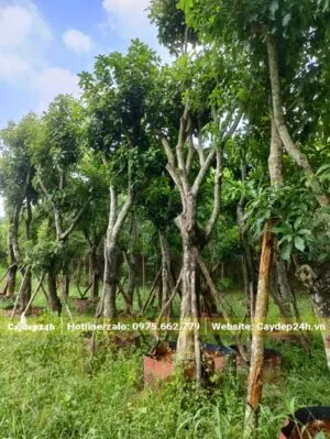 Sản phẩm vuon dam u cay loc vung 1 300x399 — Công Ty TNHH Thương Mại Và Dịch Vụ Cây Ba Miền — MST 1001241955
