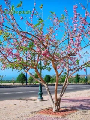 Sản phẩm cay do mai 300x399 — Công Ty TNHH Thương Mại Và Dịch Vụ Cây Ba Miền — MST 1001241955