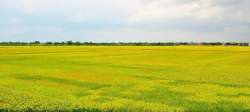 Sản phẩm huynh thuan phat 1168x525 3 — Công Ty TNHH Huỳnh Thuận Phát — MST 1101196745