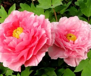 Sản phẩm 139884949381438316253_1444570811_300x250 — Giấy Việt Tường Long An - Công Ty TNHH Việt Tường Long An — MST 1101433442