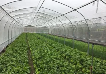 Sản phẩm Vegetables in Net Houses 370x260 — Công Ty TNHH Công Nghiệp Agrina — MST 1101746205