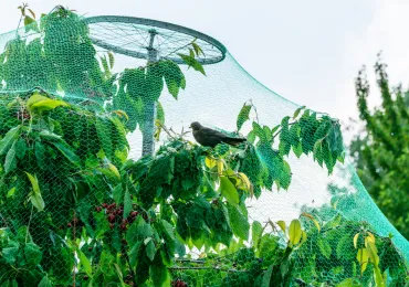 Sản phẩm fruit tree with insect netting 370x260 — Công Ty TNHH Công Nghiệp Agrina — MST 1101746205