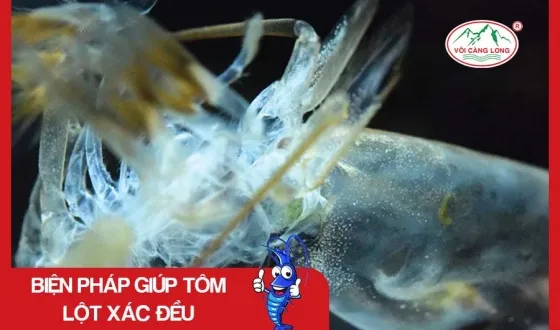 Sản phẩm thumb 1014 — Vôi Càng Long - Công Ty TNHH Một Thành Viên Vôi Càng Long Hà Nam — MST 1101769234