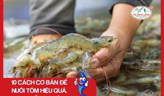 Sản phẩm thumb 3887 — Vôi Càng Long - Công Ty TNHH Một Thành Viên Vôi Càng Long Hà Nam — MST 1101769234