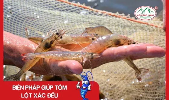 Sản phẩm thumb 4159 — Vôi Càng Long - Công Ty TNHH Một Thành Viên Vôi Càng Long Hà Nam — MST 1101769234