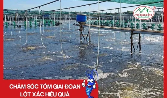 Sản phẩm thumb 5009 — Vôi Càng Long - Công Ty TNHH Một Thành Viên Vôi Càng Long Hà Nam — MST 1101769234