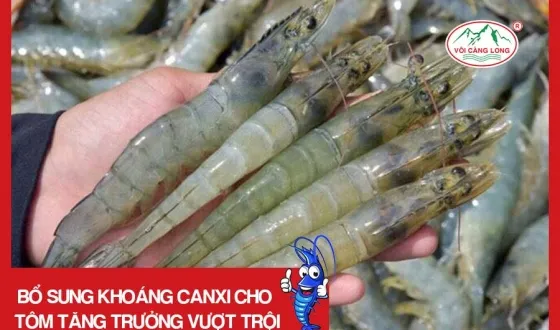 Sản phẩm thumb 5926 — Vôi Càng Long - Công Ty TNHH Một Thành Viên Vôi Càng Long Hà Nam — MST 1101769234