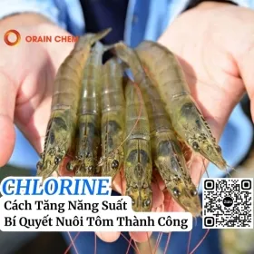 Sản phẩm bi quyet nuoi tom thanh cong ket hop chlorine nhat niclon 7000 0 — Hóa Chất Orain Chem - Công Ty TNHH Orain Chem — MST 1101781866