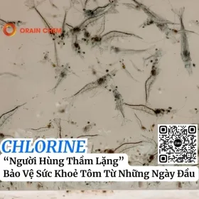 Sản phẩm chlorine quan trong voi tom giong nhu the nao 0 — Hóa Chất Orain Chem - Công Ty TNHH Orain Chem — MST 1101781866