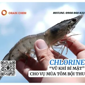 Sản phẩm chlorine vu khi bi mat cho vu mua tom boi thu 0 — Hóa Chất Orain Chem - Công Ty TNHH Orain Chem — MST 1101781866