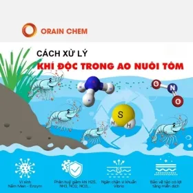 Sản phẩm hieu ve khi doc trong ao nuoi tom 0 — Hóa Chất Orain Chem - Công Ty TNHH Orain Chem — MST 1101781866