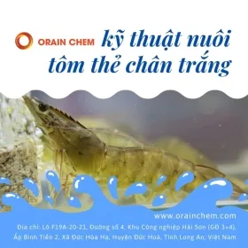 Sản phẩm ky thuat nuoi tom the chan trang co ban 0 — Hóa Chất Orain Chem - Công Ty TNHH Orain Chem — MST 1101781866