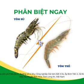 Sản phẩm nhan biet su khac nhau giua tom the va tom su 0 — Hóa Chất Orain Chem - Công Ty TNHH Orain Chem — MST 1101781866