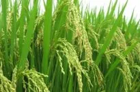 Sản phẩm 621620737946_380x240 — Công Ty TNHH Thương Mại Ngọc Phương Nam — MST 1101786705