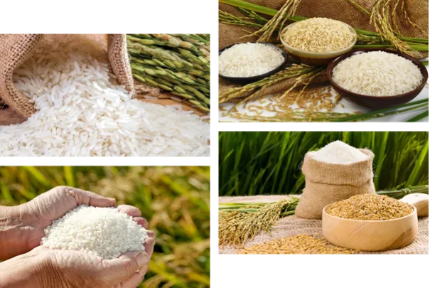 Sản phẩm 87113 — Công Ty TNHH Thương Mại Ngọc Phương Nam — MST 1101786705