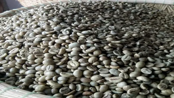 Sản phẩm thungcaphe — Công Ty TNHH Cà Phê - Trà Khoa Nam — MST 1101796044