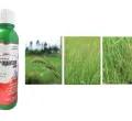 Sản phẩm benh moc suong hai duauntitled1 3557 — Công Ty TNHH Hóa Chất Phân Bón, Thuốc Bvtv Dubai — MST 1101798524