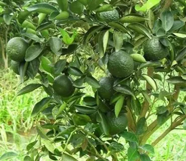 Sản phẩm cay an traiuntitled04 3535 — Công Ty TNHH Hóa Chất Phân Bón, Thuốc Bvtv Dubai — MST 1101798524