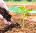 Sản phẩm ly do su dung phan huu colydosudungphanhuuco22331 6514 — Công Ty TNHH Hóa Chất Phân Bón, Thuốc Bvtv Dubai — MST 1101798524