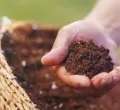 Sản phẩm su khac biet giua phan hoa hoc va phan huu cosukhacbietgiuaphanhoahocvaphanhuuco13322 5342 — Công Ty TNHH Hóa Chất Phân Bón, Thuốc Bvtv Dubai — MST 1101798524