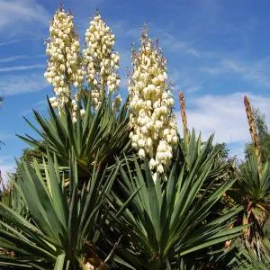 Sản phẩm yucca nguyen lieu1 1 — Công Ty TNHH Sản Xuất XNK Ngọc Gia Phát — MST 1101920580