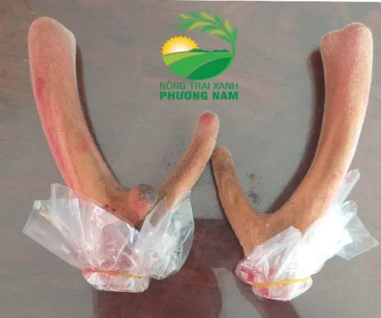 Sản phẩm 540x405 1667478717 single_product1 nh1 — Giống Heo Rừng Phương Nam - Công Ty TNHH Nông Trại Xanh Phương Nam — MST 1101959154