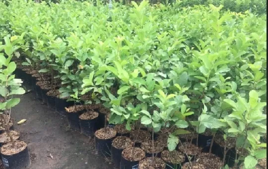 Sản phẩm 540x405 1684376739 single_product1 oinuhoang — Giống Heo Rừng Phương Nam - Công Ty TNHH Nông Trại Xanh Phương Nam — MST 1101959154