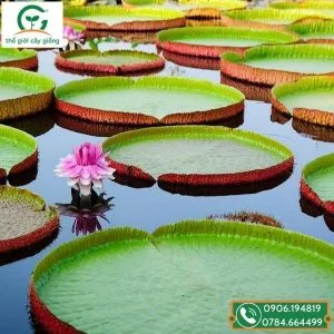 Sản phẩm giong sen vua khong lo 300x300 — Công Ty TNHH MTV Thế giới Cây Giống — MST 1201489551