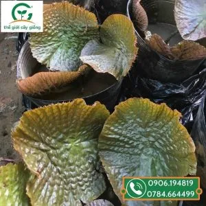 Sản phẩm nhan giong sen vua 300x300 — Công Ty TNHH MTV Thế giới Cây Giống — MST 1201489551