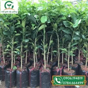 Sản phẩm buoi da xanh ruot hong 3 300x300 — Công Ty TNHH MTV Thế giới Cây Giống — MST 1201489551