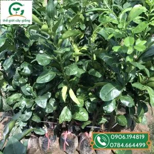 Sản phẩm giong buoi da xanh ruot hong 1 300x300 — Công Ty TNHH MTV Thế giới Cây Giống — MST 1201489551