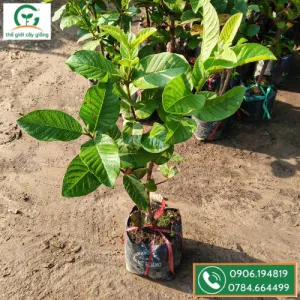 Sản phẩm Cay giong oi nu hoang  300x300 — Công Ty TNHH MTV Thế giới Cây Giống — MST 1201489551