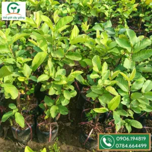 Sản phẩm Oi le dai loan  300x300 — Công Ty TNHH MTV Thế giới Cây Giống — MST 1201489551