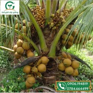 Sản phẩm cay dua ma lai 300x300 — Công Ty TNHH MTV Thế giới Cây Giống — MST 1201489551