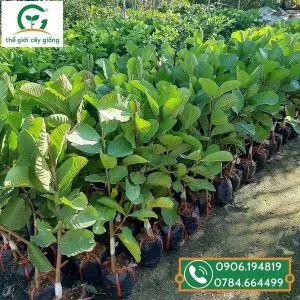 Sản phẩm cay giong oi ruby ruot do 300x300 — Công Ty TNHH MTV Thế giới Cây Giống — MST 1201489551