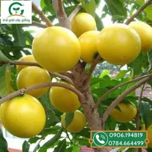 Sản phẩm cay giong vu sua hoang kim ghep 300x300 — Công Ty TNHH MTV Thế giới Cây Giống — MST 1201489551
