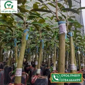 Sản phẩm gia cay giong sau rieng ri6 2 300x300 — Công Ty TNHH MTV Thế giới Cây Giống — MST 1201489551